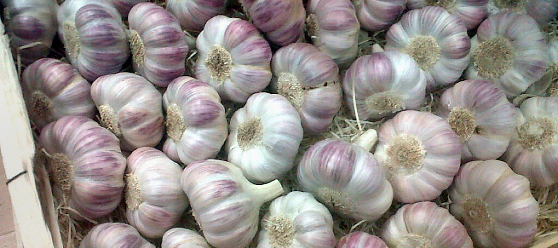 betzners beste ail garlic knoblauch