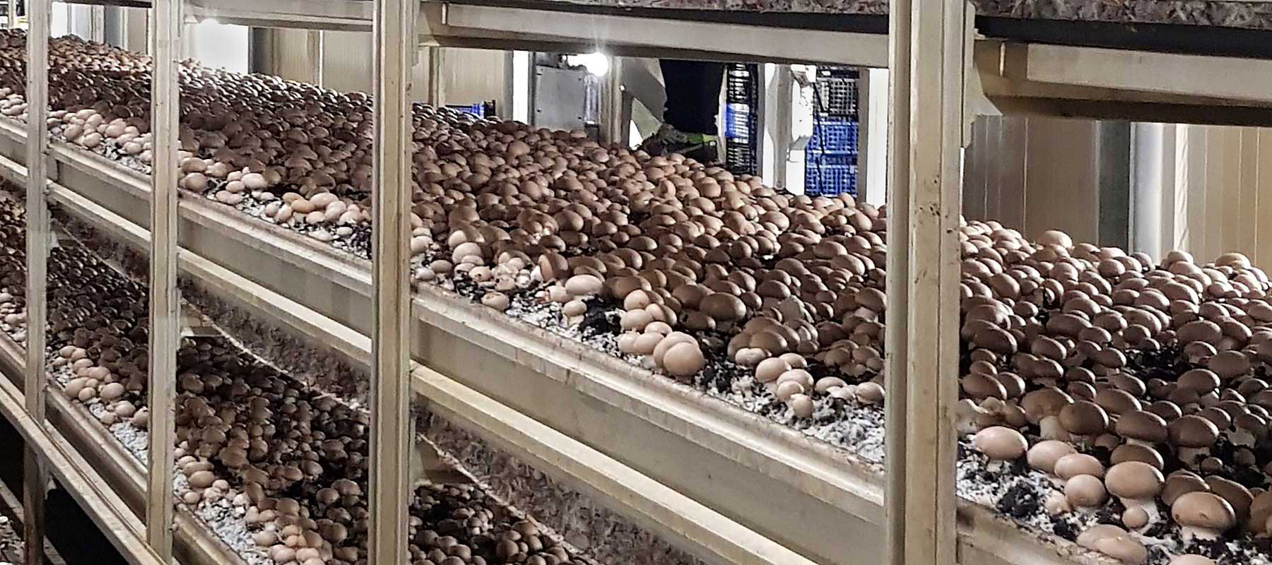 betzners beste organic mushrooms