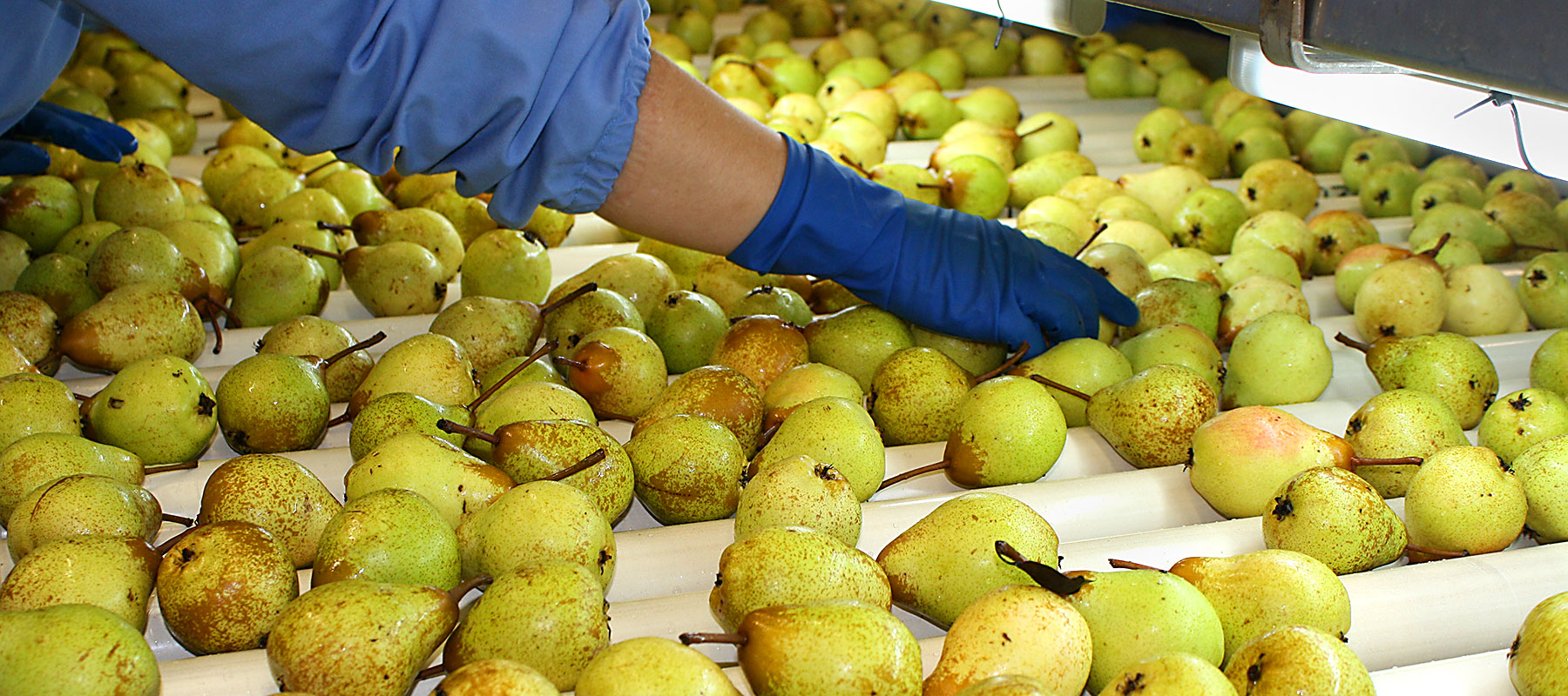 betzners beste pears