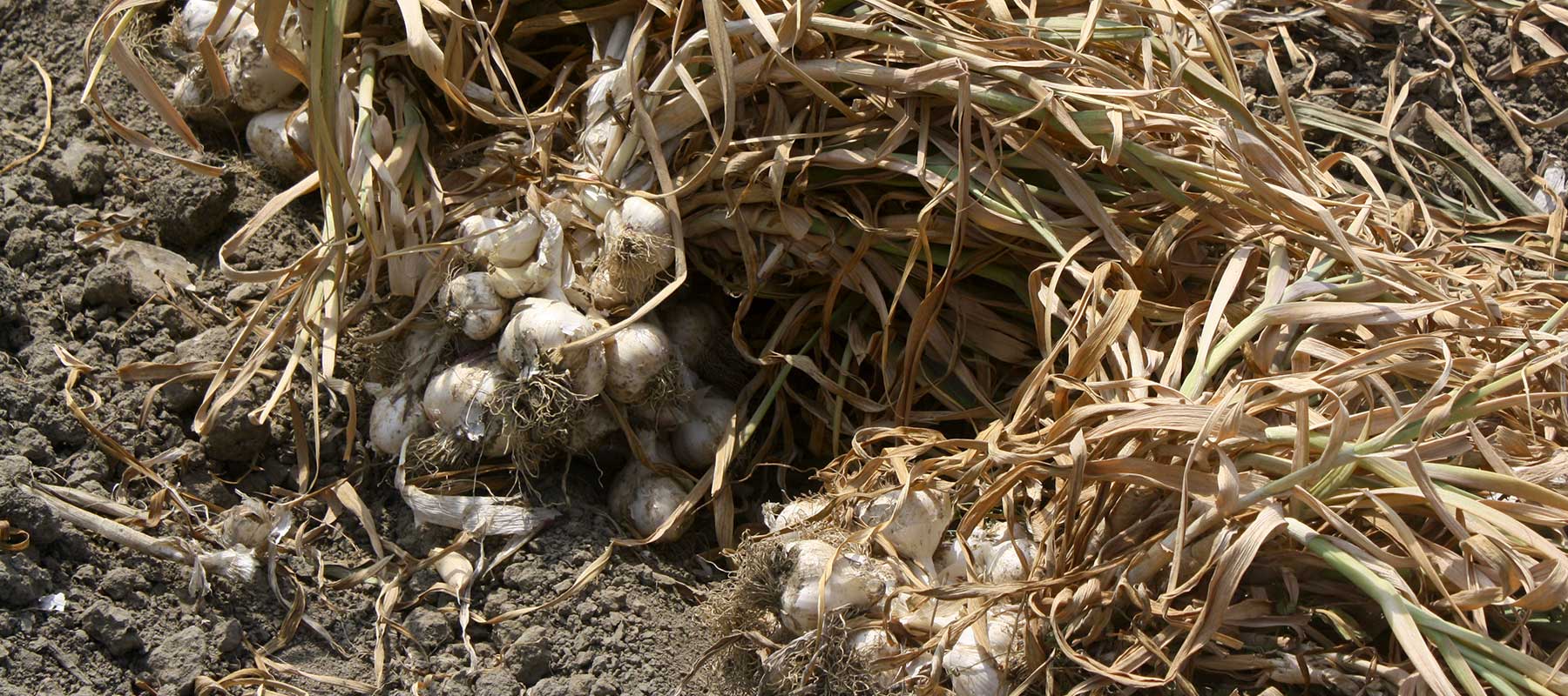 betzners garlic cultivation
