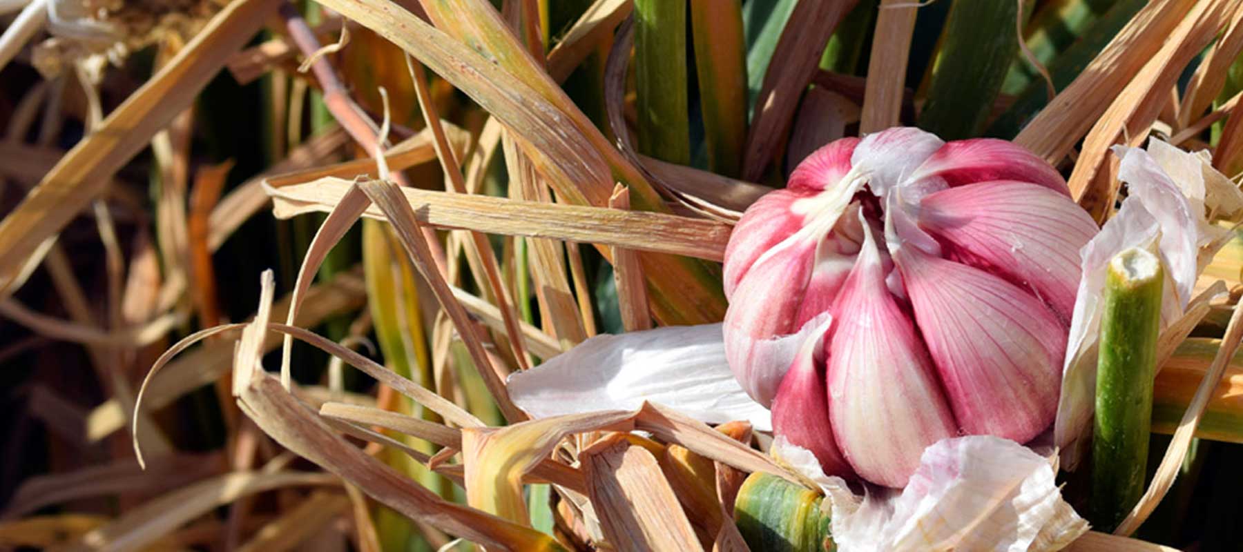 betzners garlic cultivation