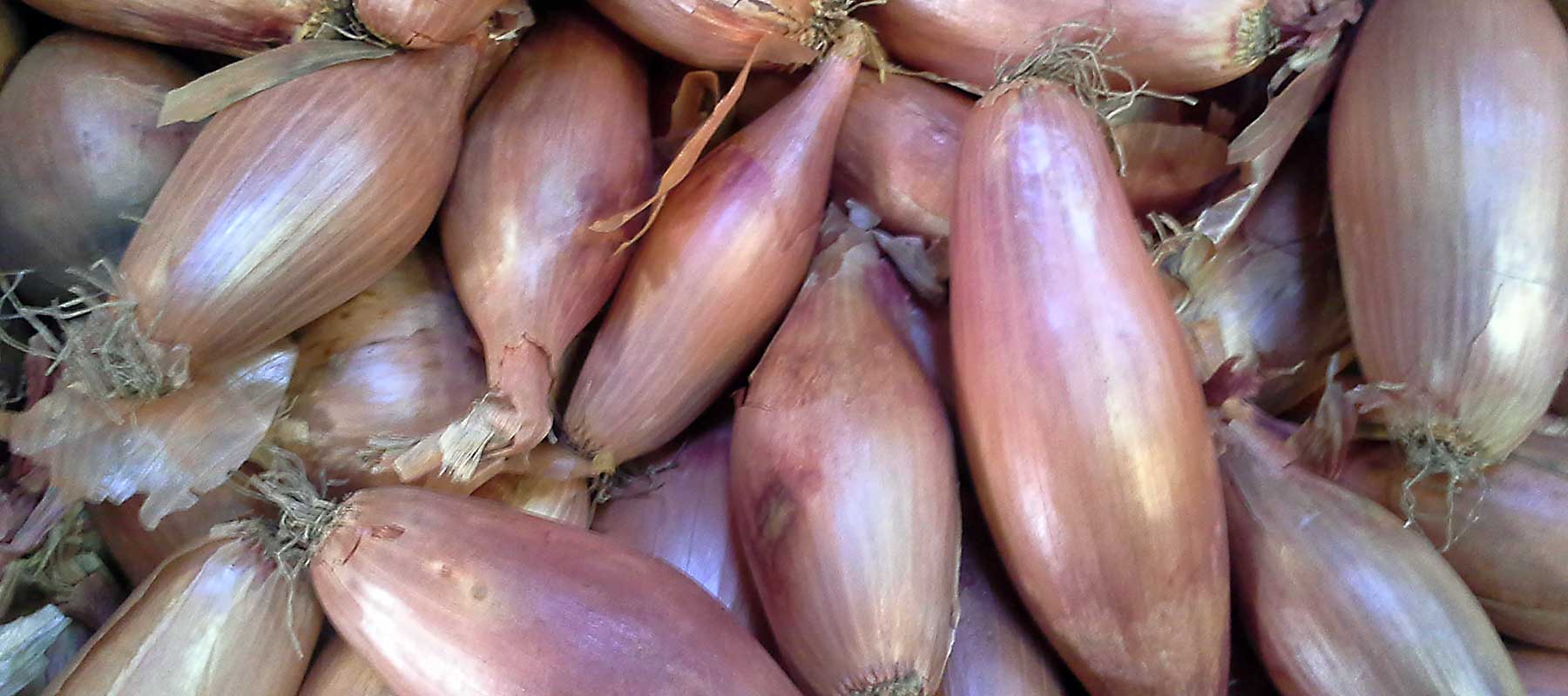 betzners beste onions