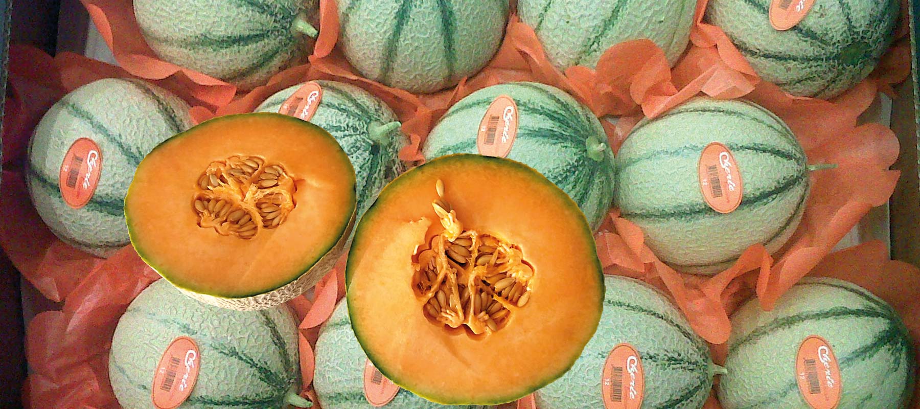 betzners charantaise melons